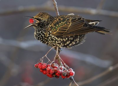Eero Hautaaho (Finland) - Starling